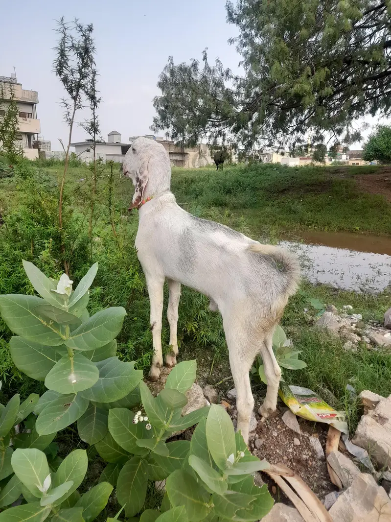 bakra for sale — photo 6