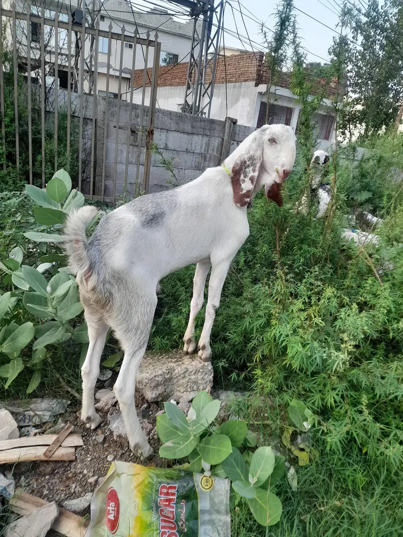bakra for sale — photo 7