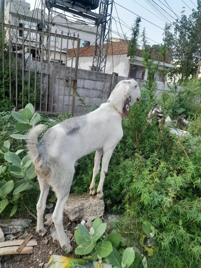 bakra for sale — photo 8