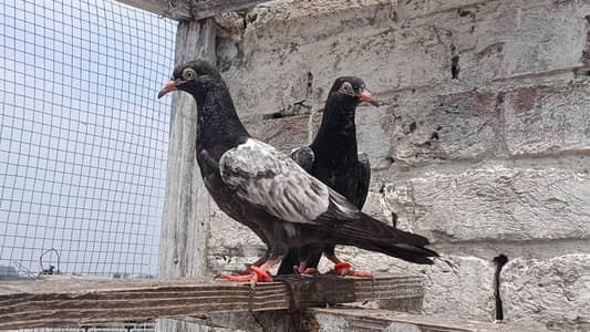 Royal Teddy VIP Pathi Patha Breedar pair