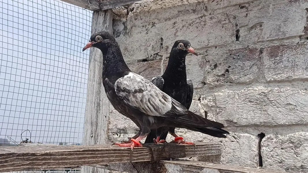 Royal Teddy VIP Pathi Patha Breedar pair