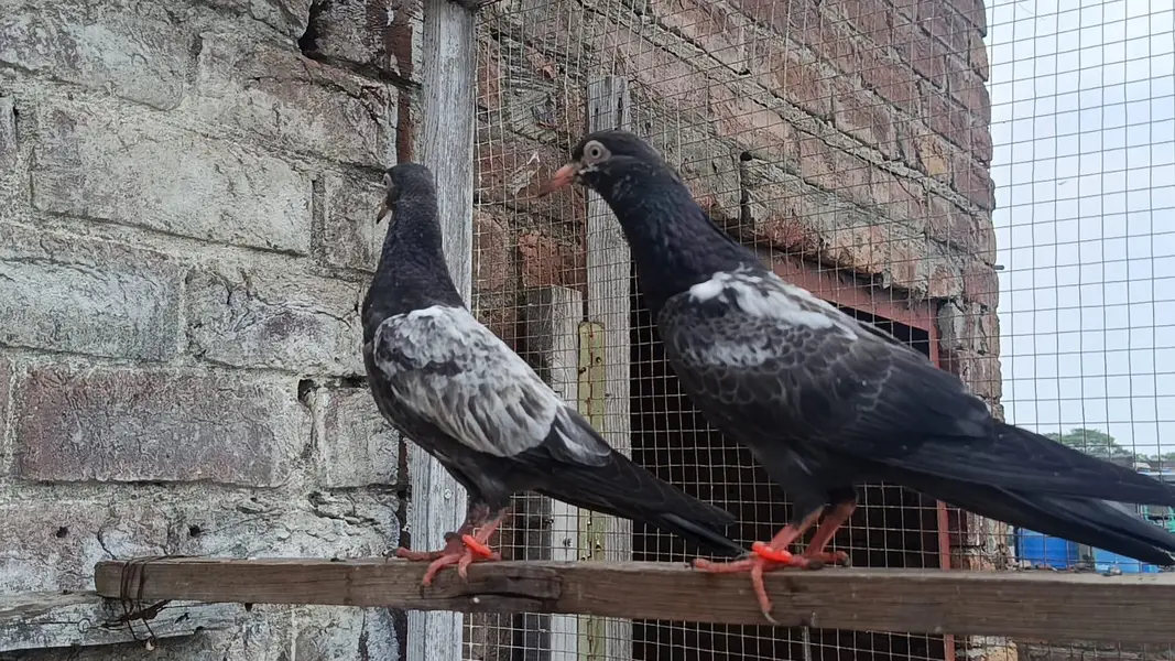 Royal Teddy VIP Pathi Patha Breedar pair — photo 3