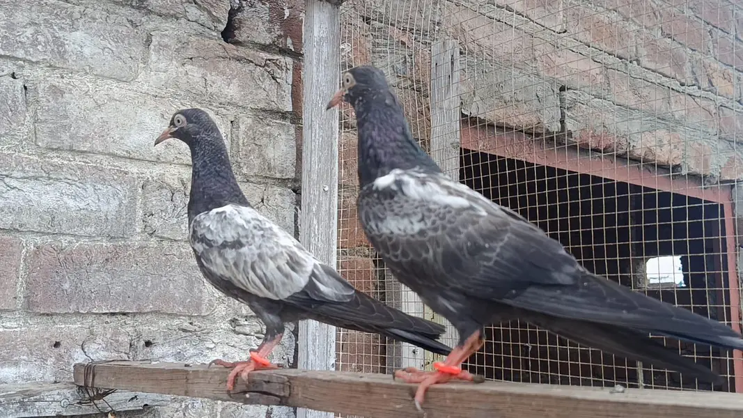 Royal Teddy VIP Pathi Patha Breedar pair — photo 4