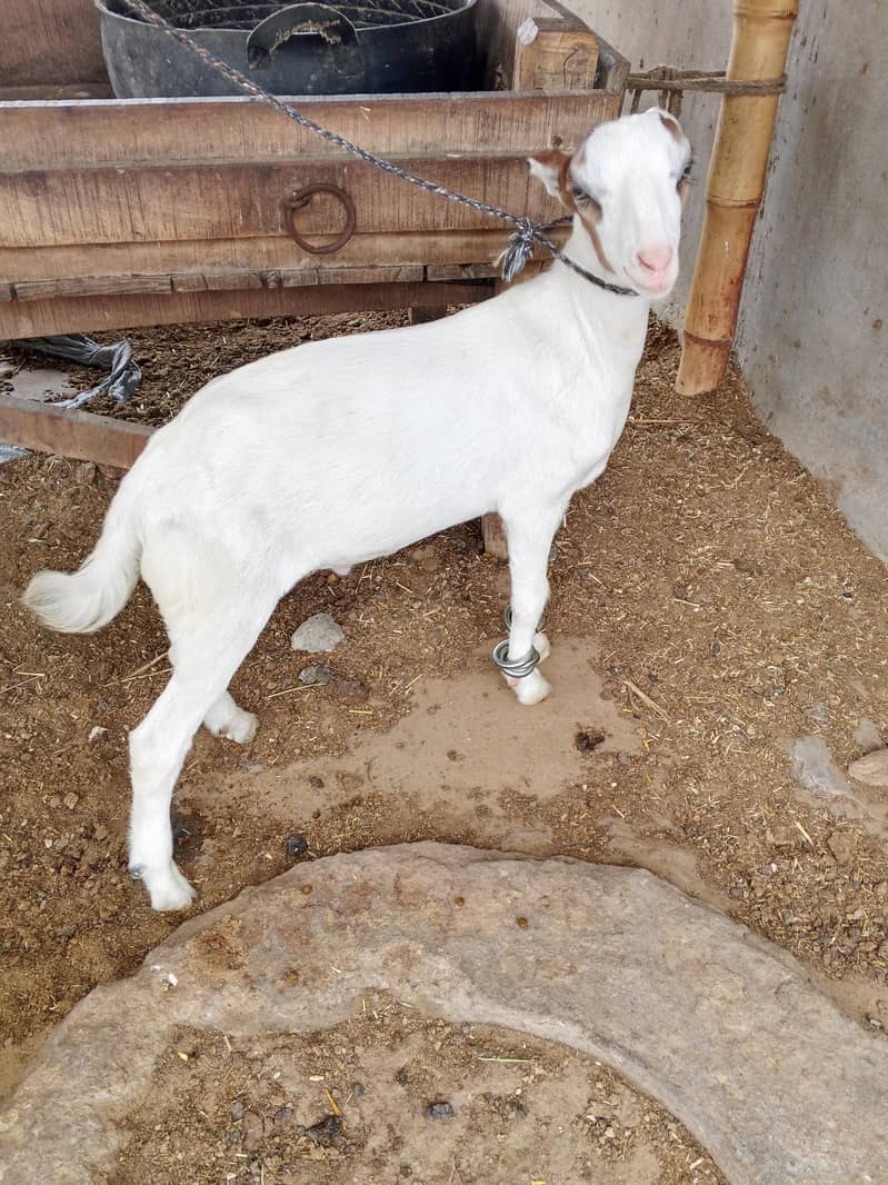 taddi bakra 0