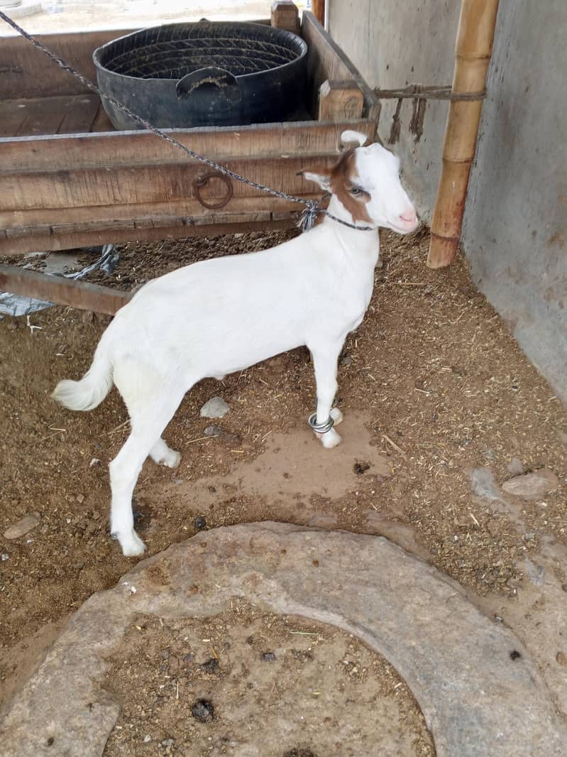 taddi bakra 1
