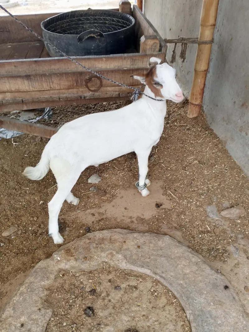 taddi bakra — photo 2
