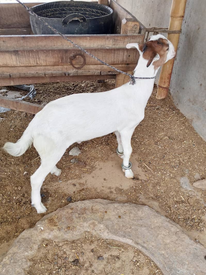 taddi bakra 2