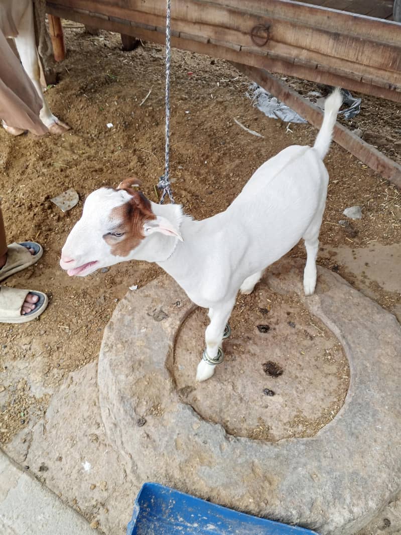 taddi bakra 3