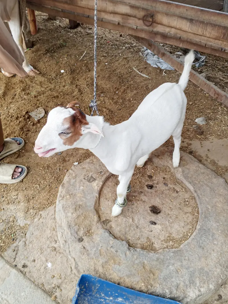 taddi bakra — photo 4