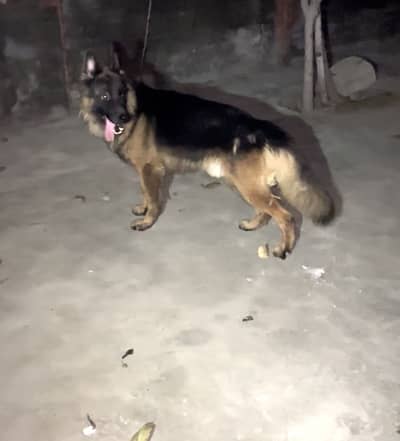 German shepherd Long coat male