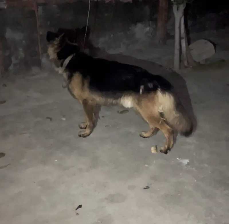 German shepherd Long coat male — photo 2