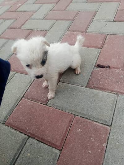 Russian dog puppies