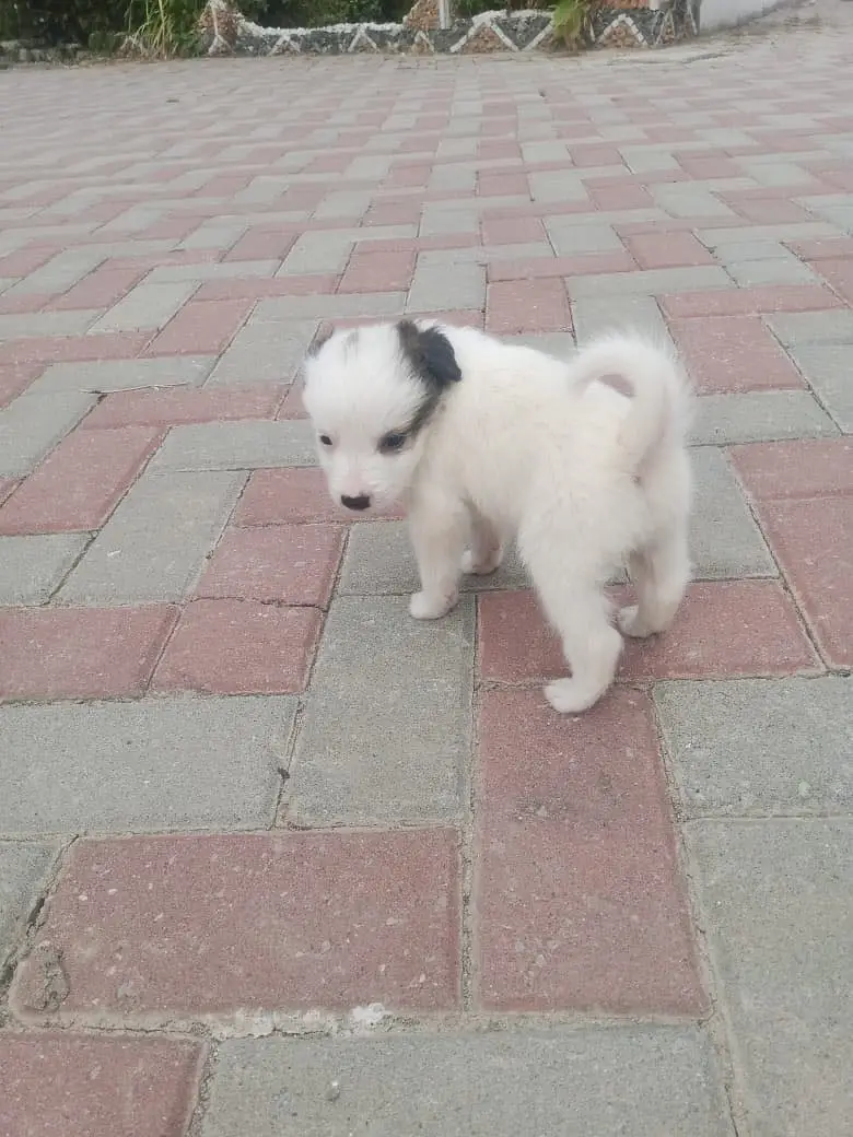 Russian dog puppies — photo 2