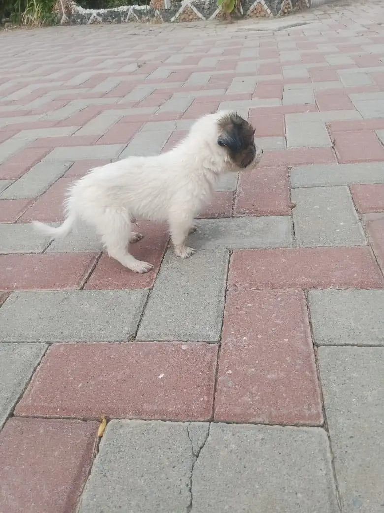 Russian dog puppies — photo 3