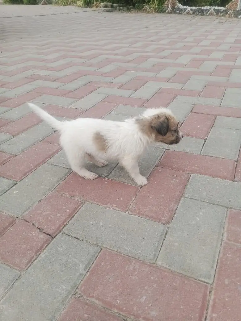Russian dog puppies — photo 4