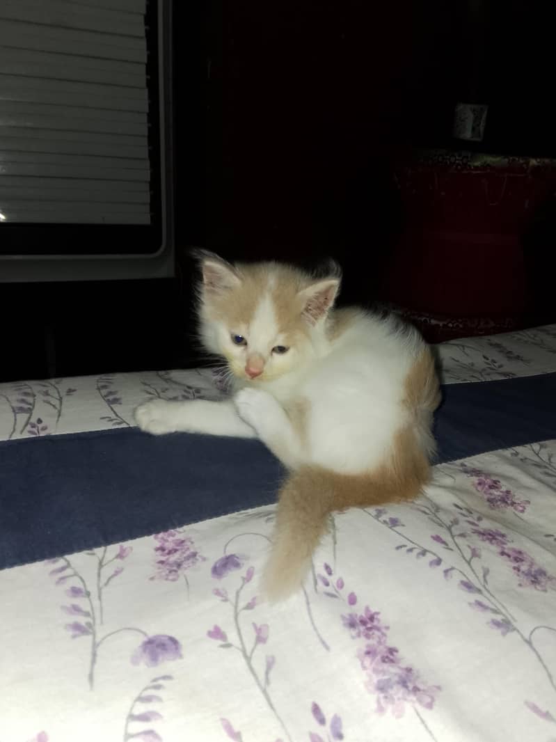 Persian 0