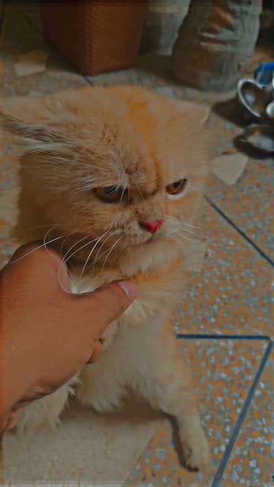 good cate