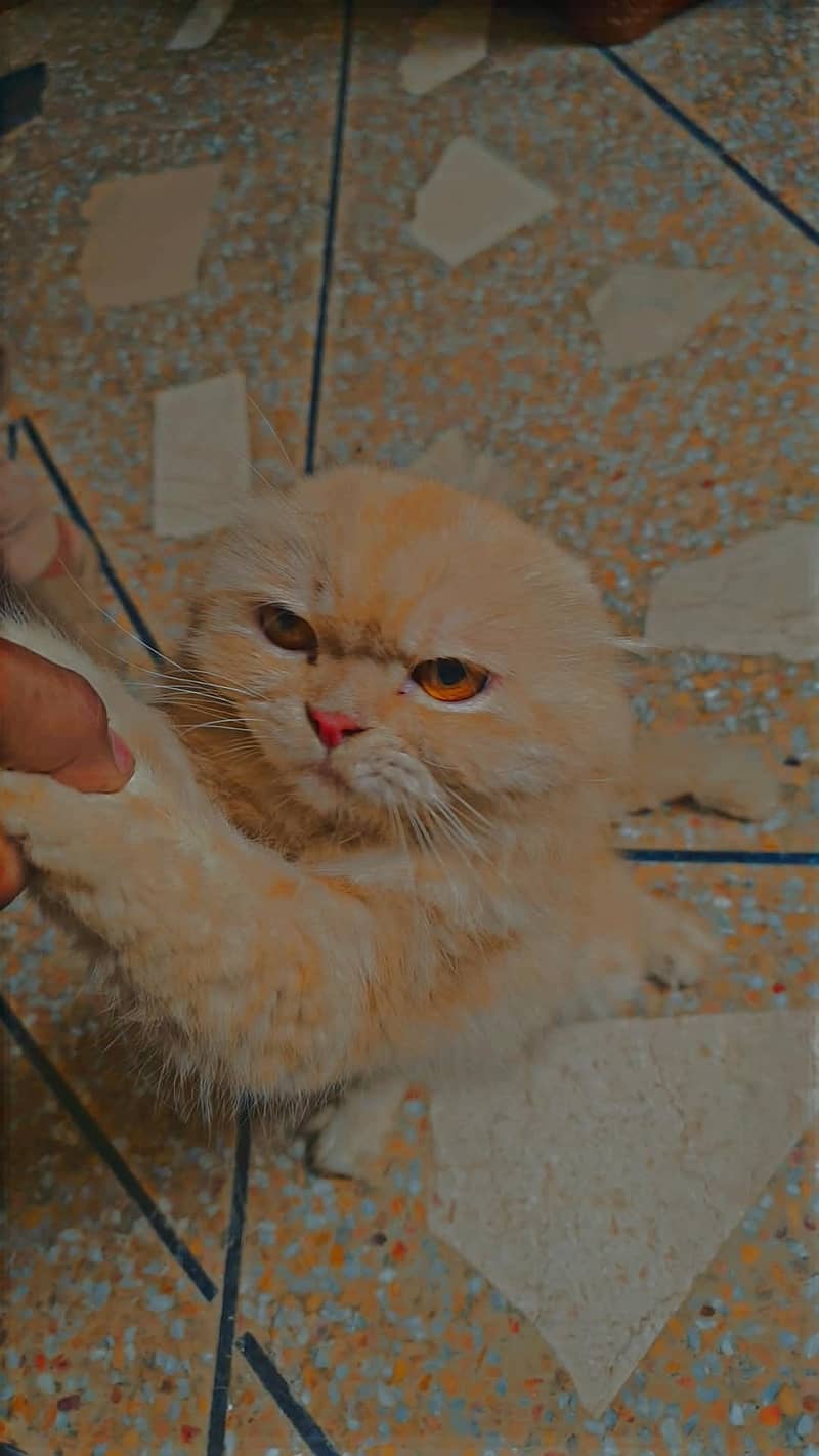 good cate 1