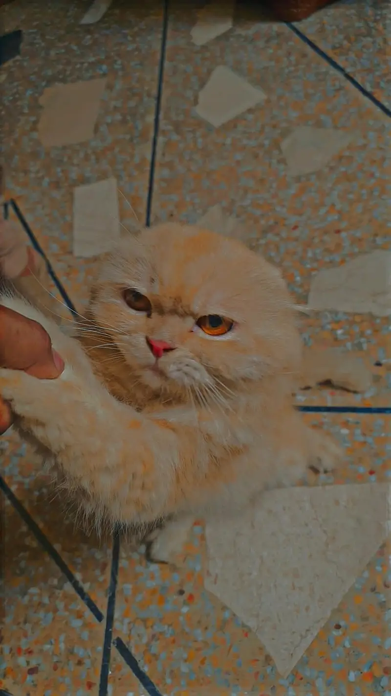 good cate — photo 2