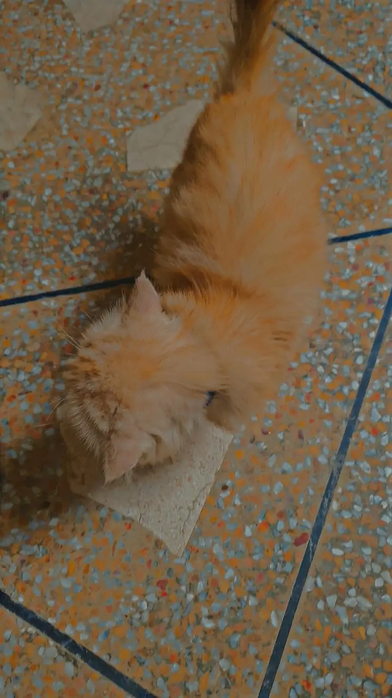 good cate — photo 3