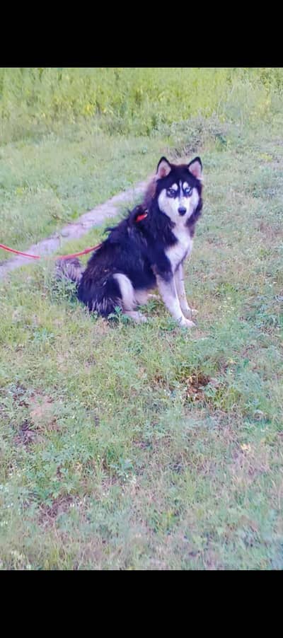 Siberian husky blue eyes