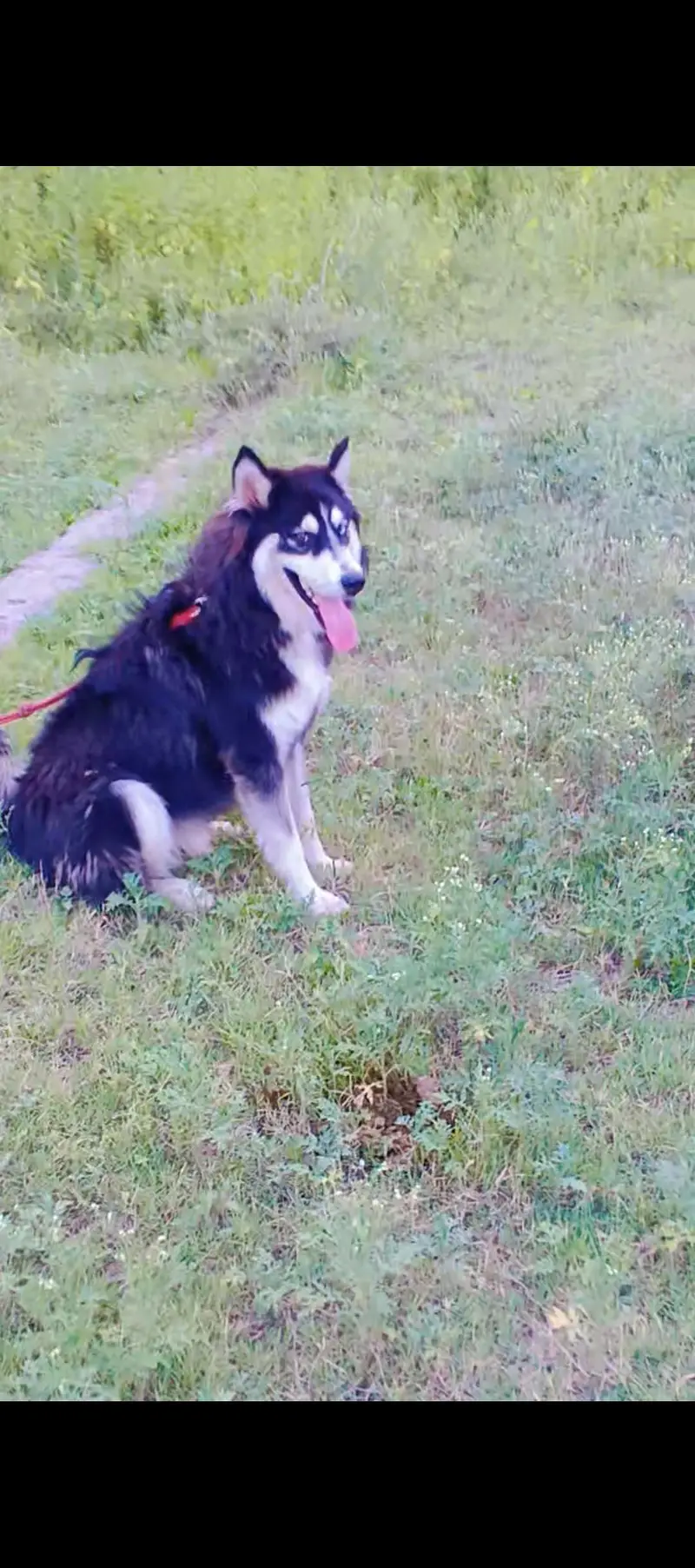 Siberian husky blue eyes — photo 2