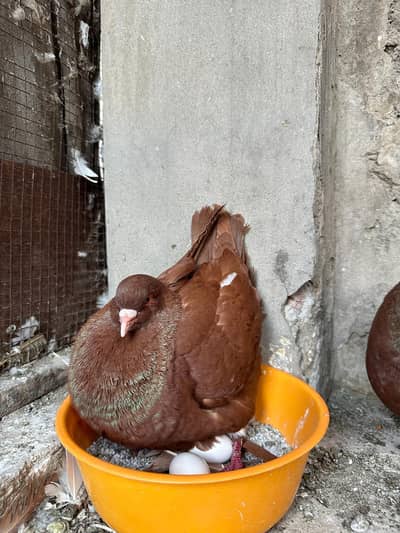 Red king modena breeder pair for sale