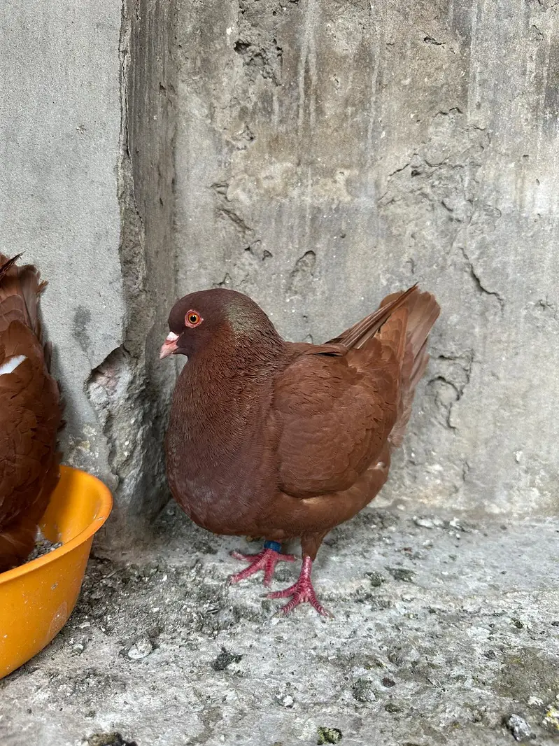 Red king modena breeder pair for sale — photo 2