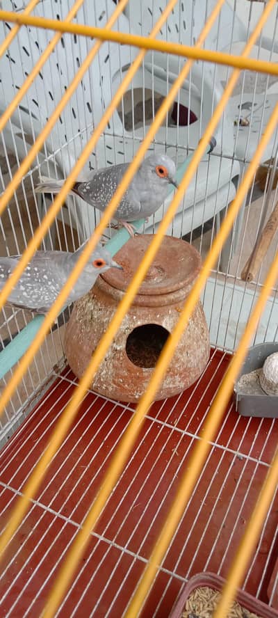 Chinese Silver Dove breeder pair with cage