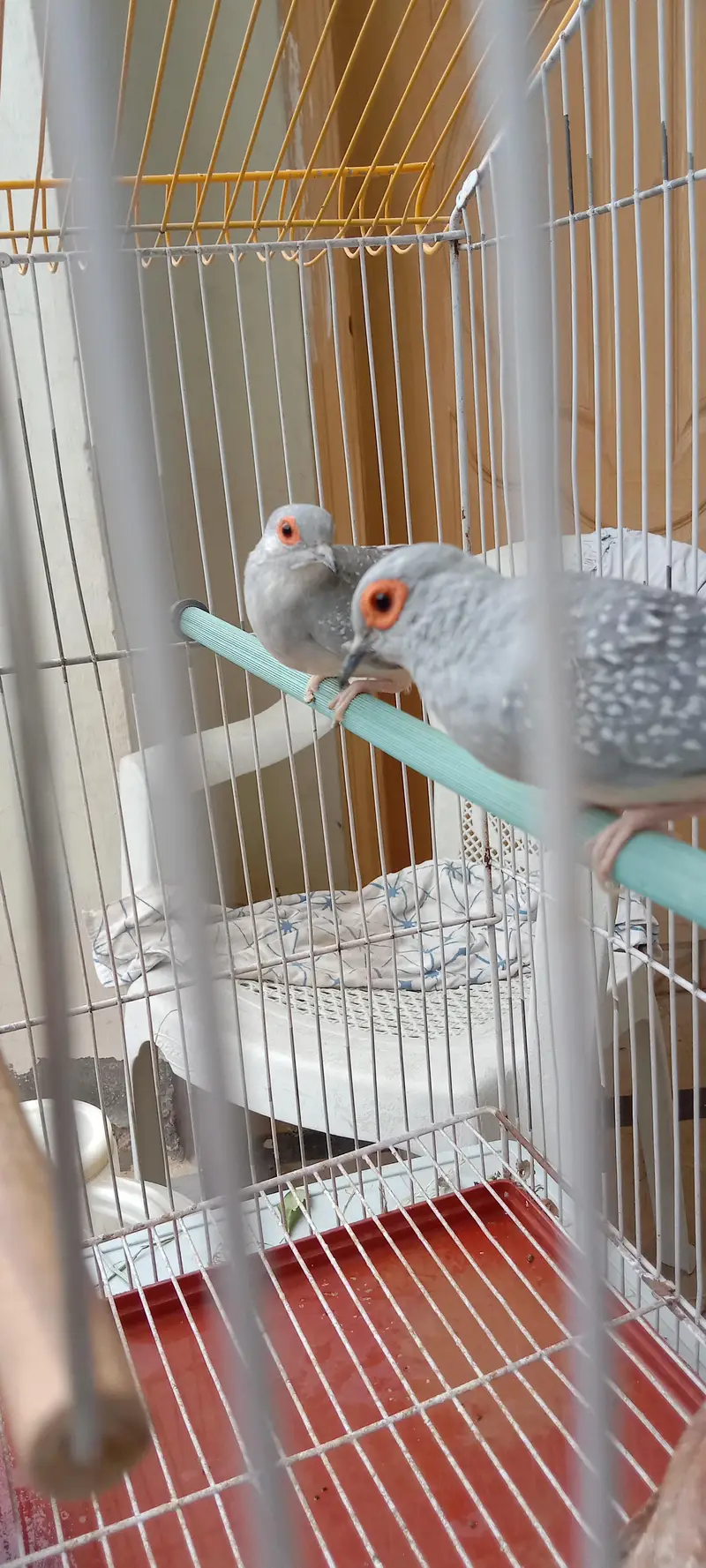 Diamond Dove breeder pair with cage for sale — photo 2