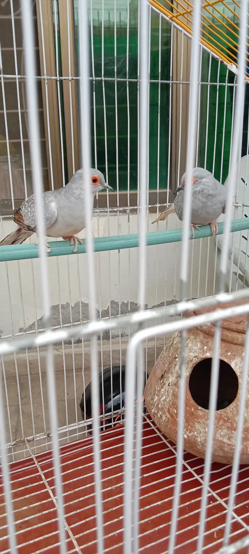 Diamond Dove breeder pair with cage for sale — photo 3