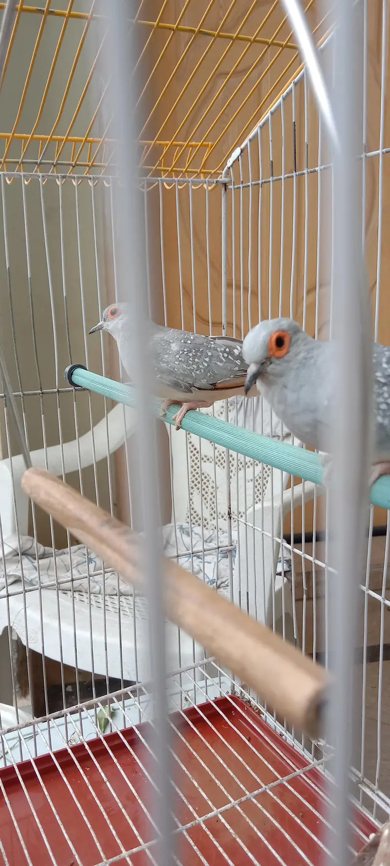 Diamond Dove breeder pair with cage for sale — photo 4