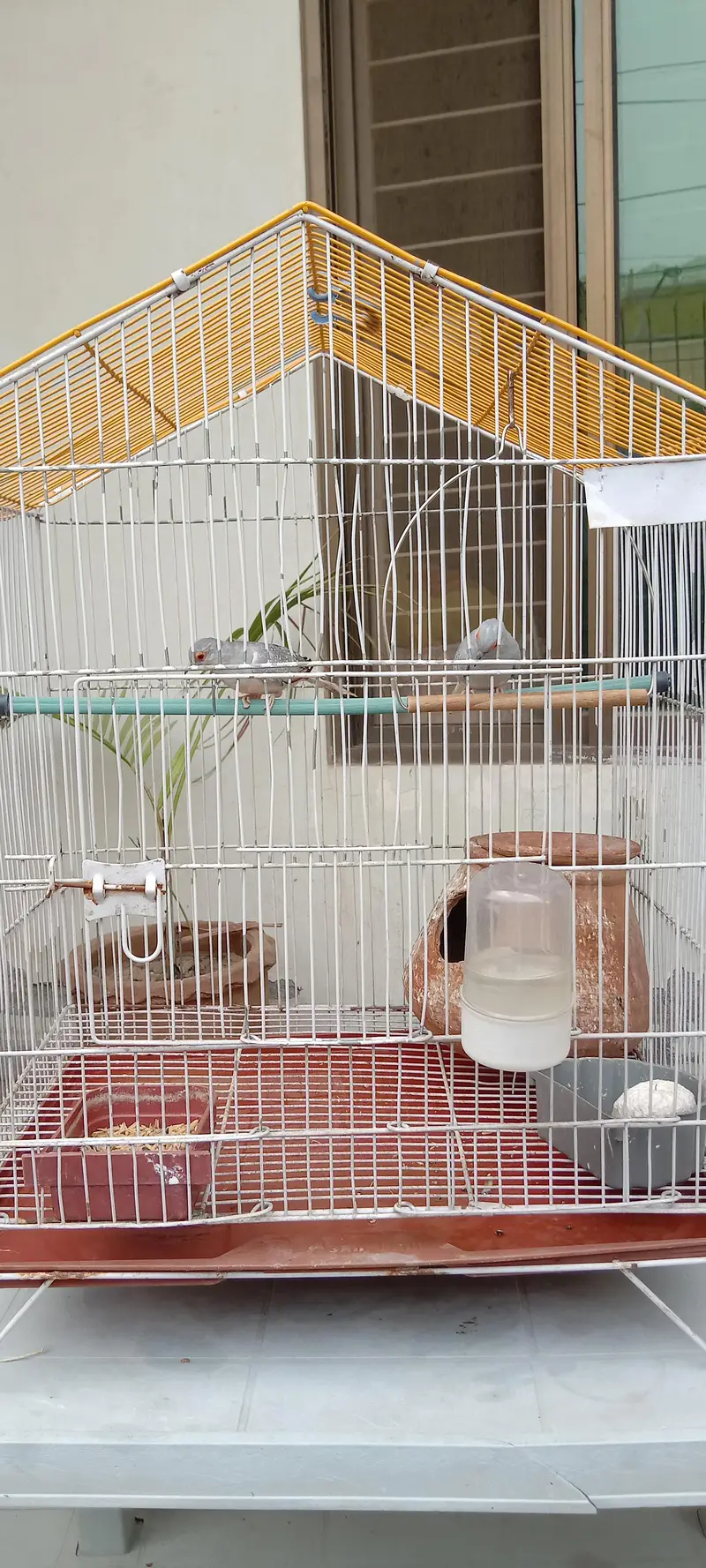 Diamond Dove breeder pair with cage for sale — photo 5