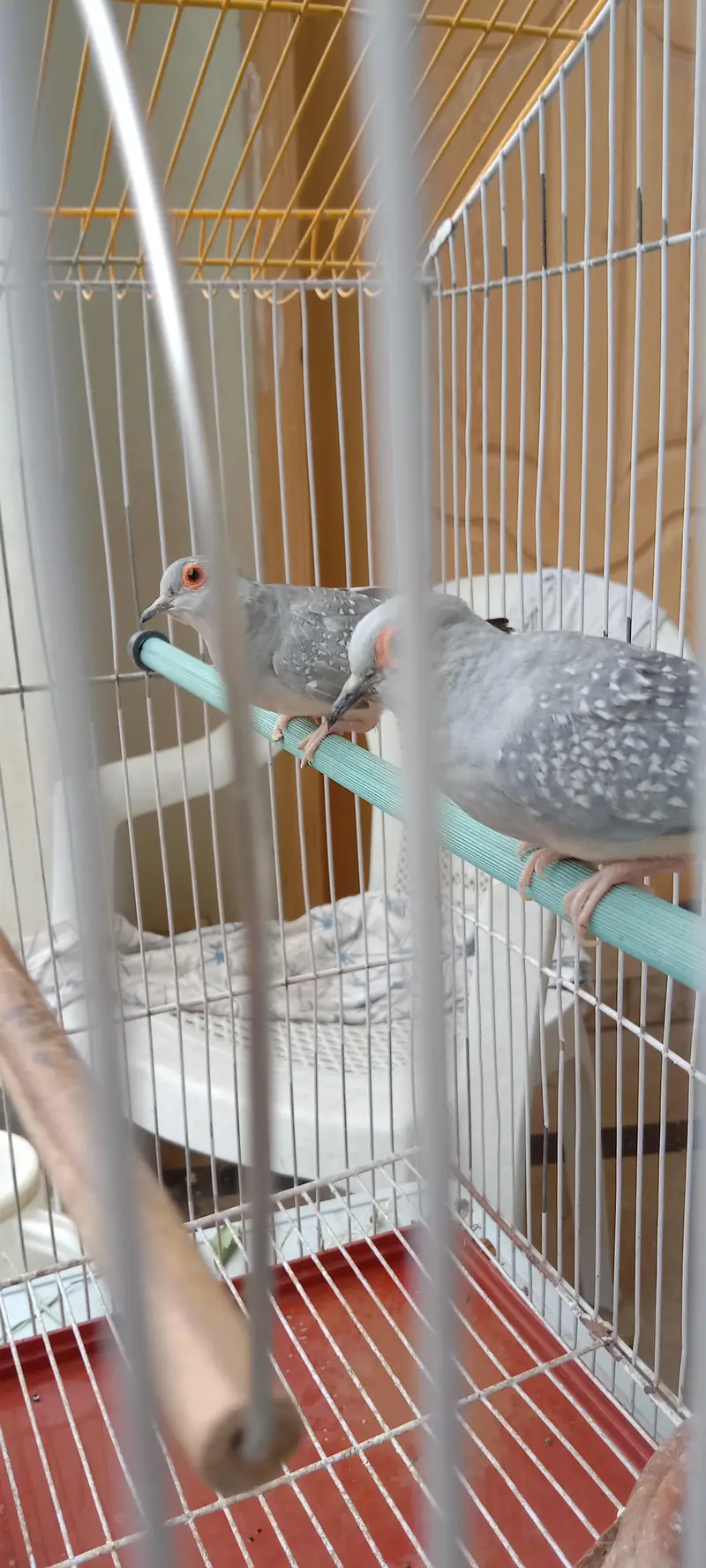 Diamond Dove breeder pair with cage for sale — photo 6