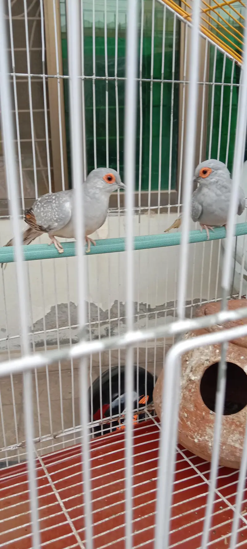 Diamond Dove breeder pair with cage for sale — photo 7