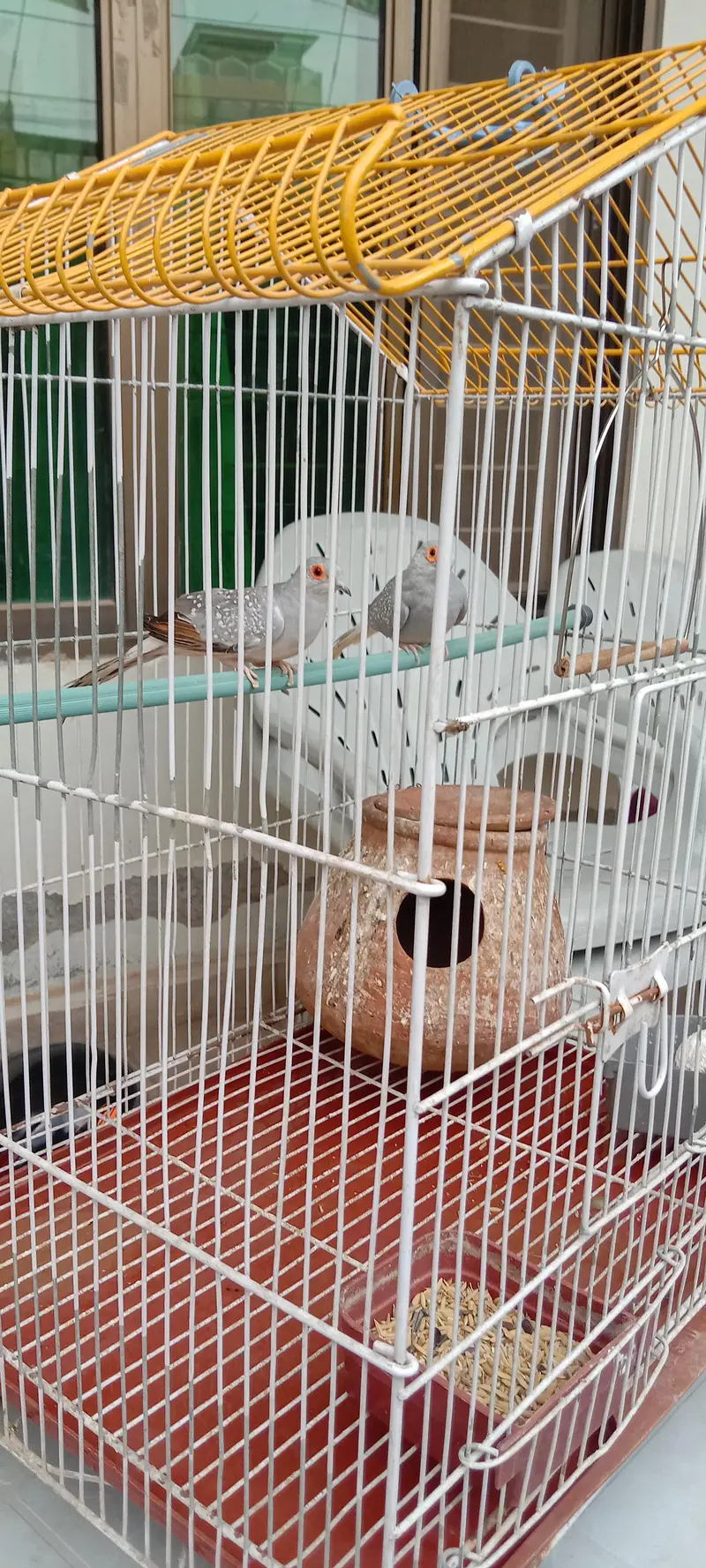 Diamond Dove breeder pair with cage for sale — photo 8
