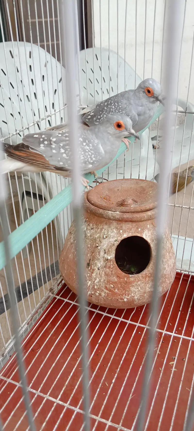 Diamond Dove breeder pair with cage for sale — photo 9