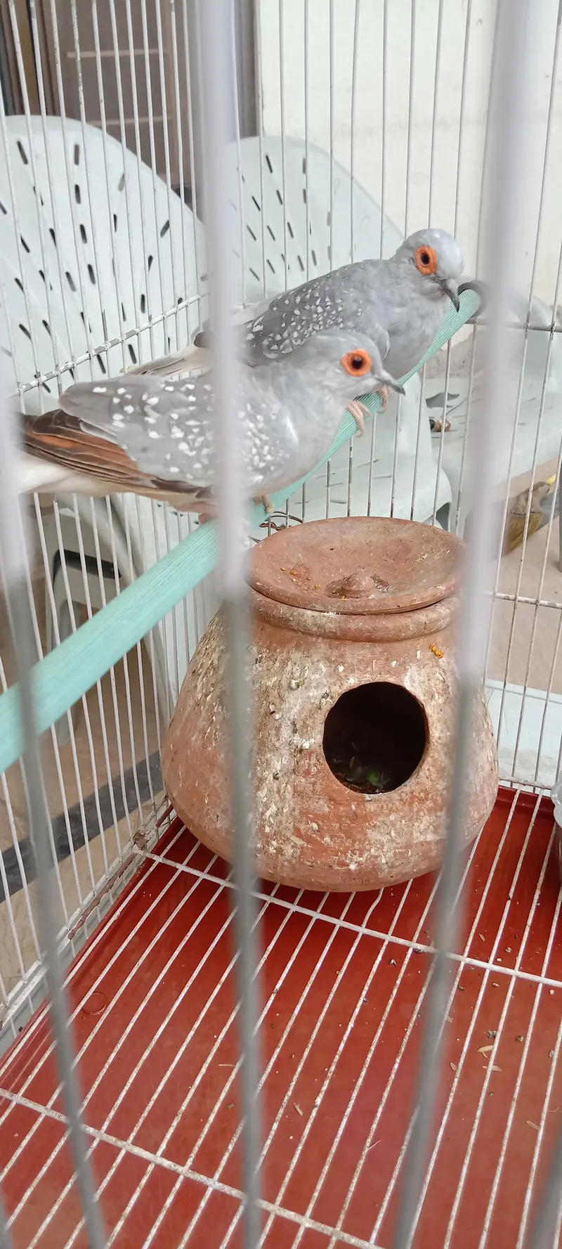 Diamond Dove breeder pair with cage for sale — photo 10