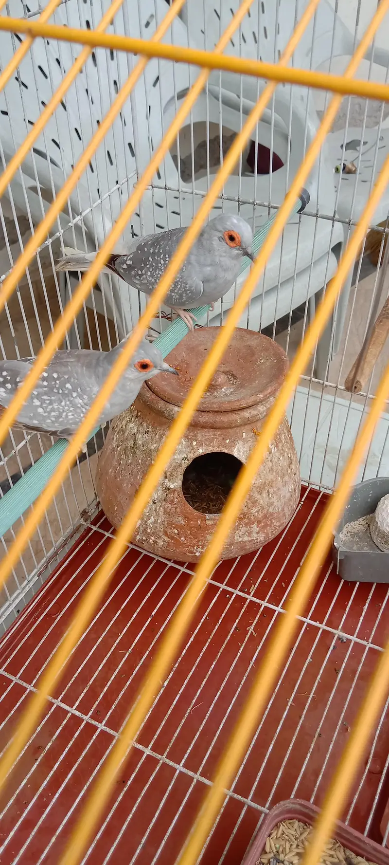 Diamond Dove breeder pair with cage for sale — photo 11