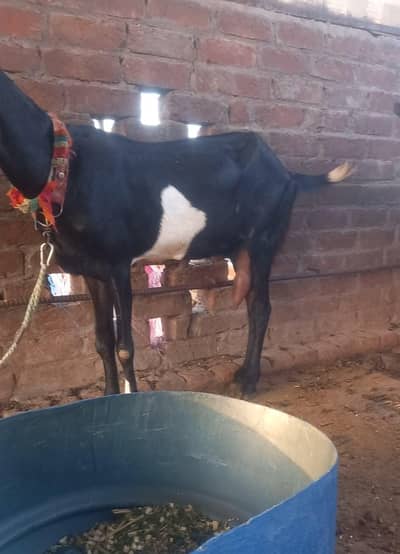 betal ghabban bakri for sale