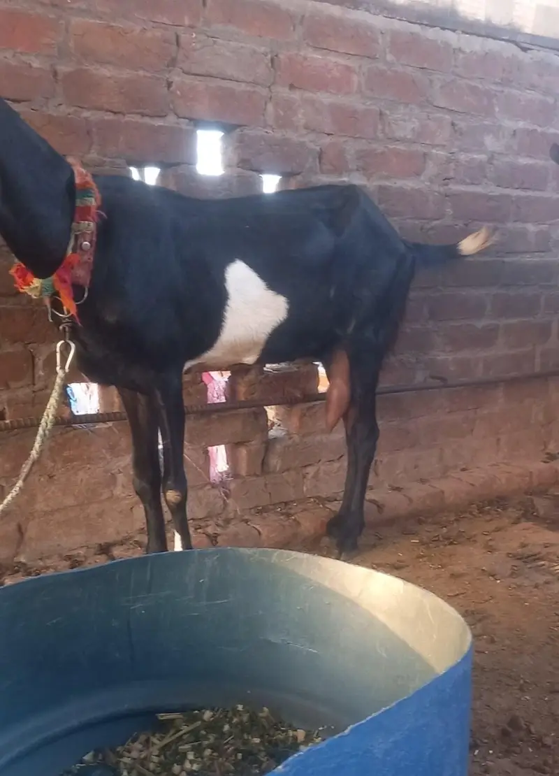 betal ghabban bakri for sale