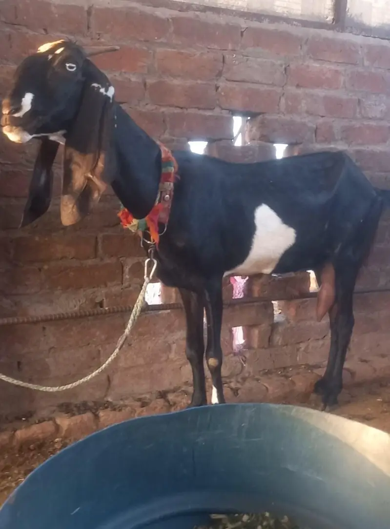 betal ghabban bakri for sale — photo 2
