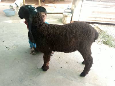 Dumba | black dumba | chatra | desi chatra | goat | bkra for sale
