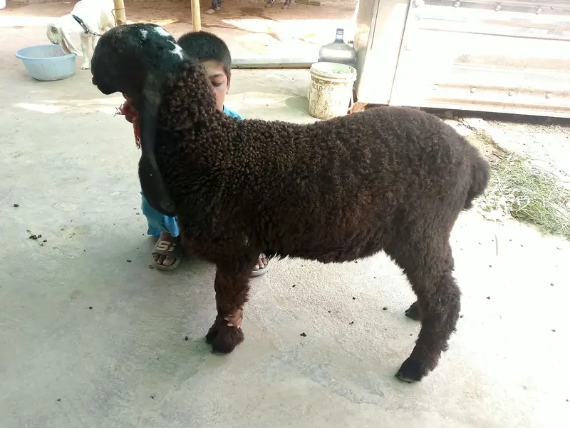 Dumba | black dumba | chatra | desi chatra | goat | bkra for sale
