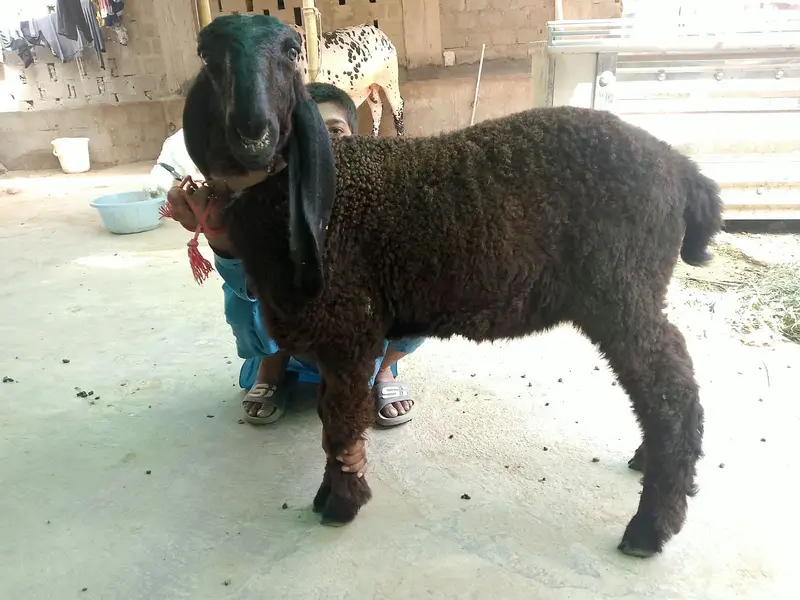 Dumba | black dumba | chatra | desi chatra | goat | bkra for sale — photo 2