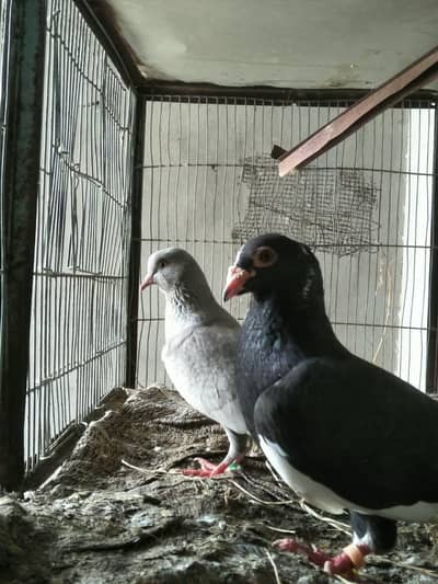breeder pairs for sell