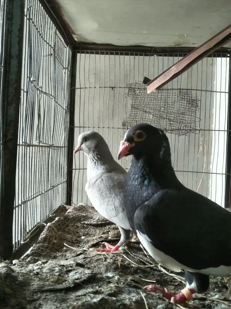 breeder pairs for sell