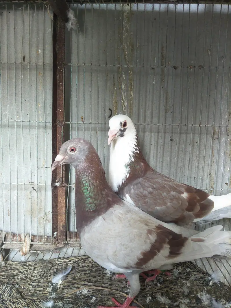 breeder pairs for sell — photo 2