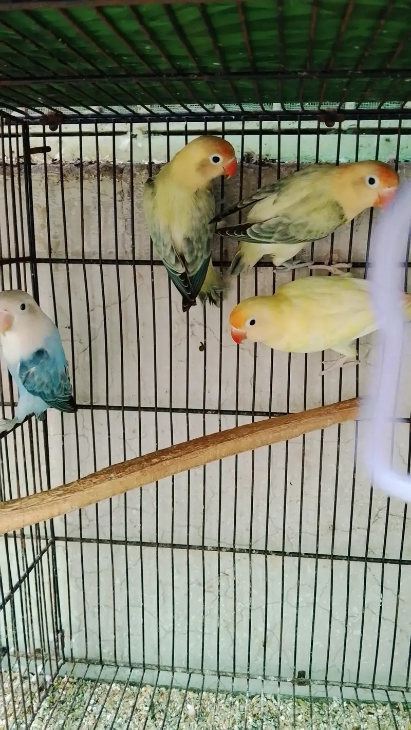 Cage or love bird — photo 6