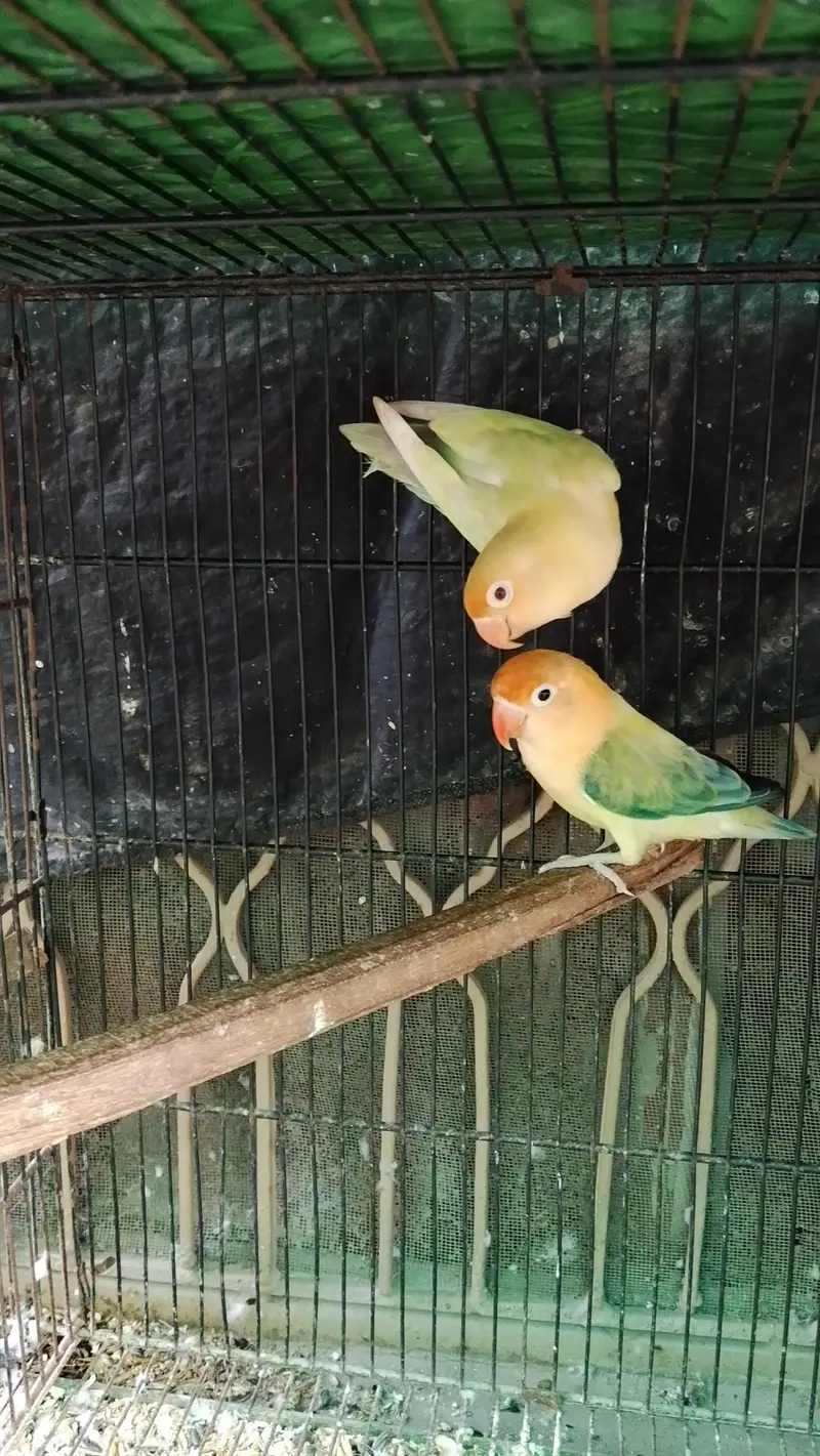 Cage or love bird — photo 7